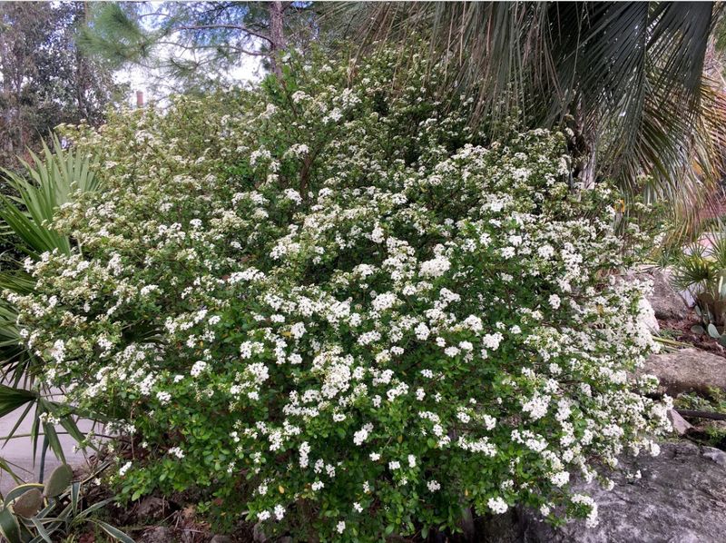 Walter's Viburnum