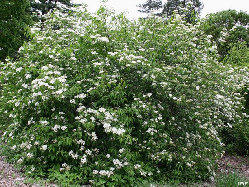 Walter's Viburnum