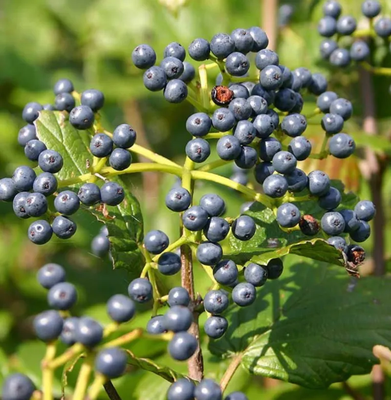 Walter's Viburnum