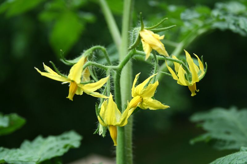 Warm nights can break the pollination chain