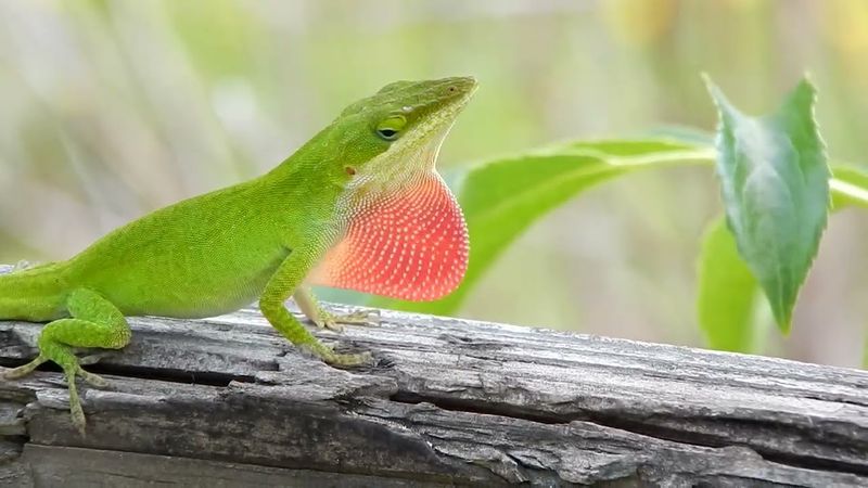 Warm weather and breeding can make a normal pattern look new