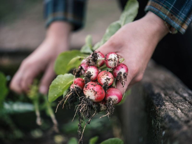 Warm weather can reduce quality when fall radishes grow out of season