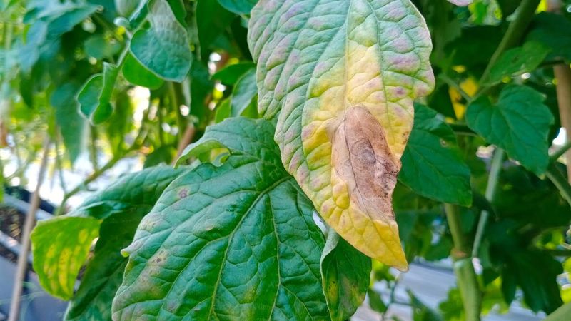 Warm, wet conditions accelerate the disease cycle Warm, wet conditions accelerate the disease cycle