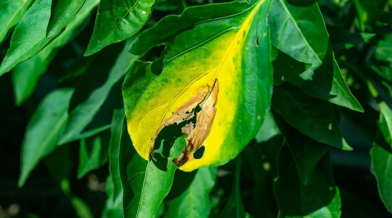 Warning signs point beyond ordinary heat stress
