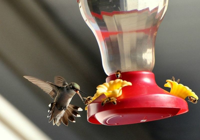 Wasps, Bees, and Ants