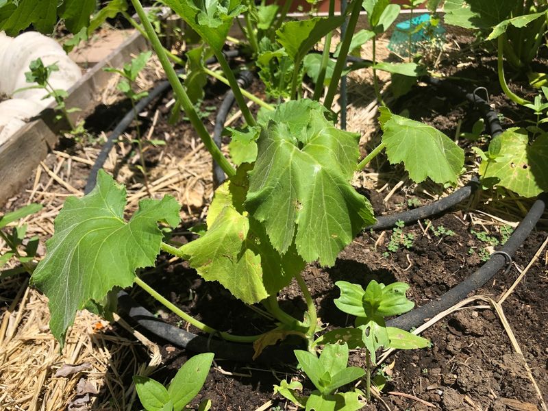 Watch for improving recovery as roots reestablish