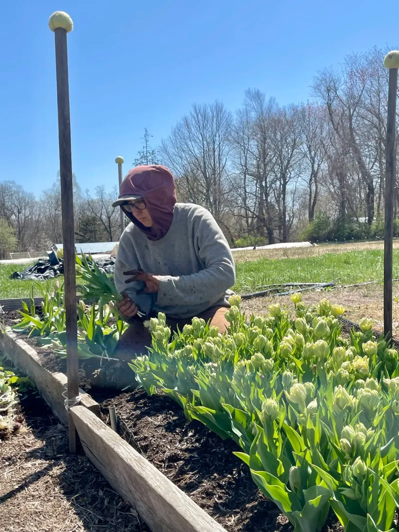 Watch for renewed flowering after temperatures moderate