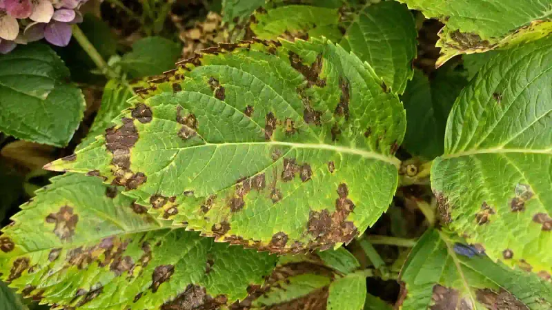 Watch for wet-root stress and disease signs