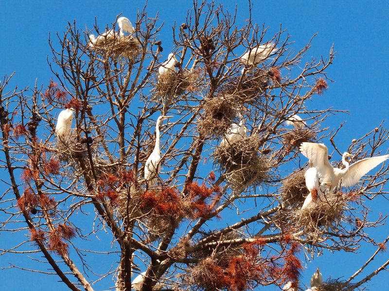 Watch from a distance when nesting or disturbance becomes a concern Watch from a distance when nesting or disturbance becomes a concern