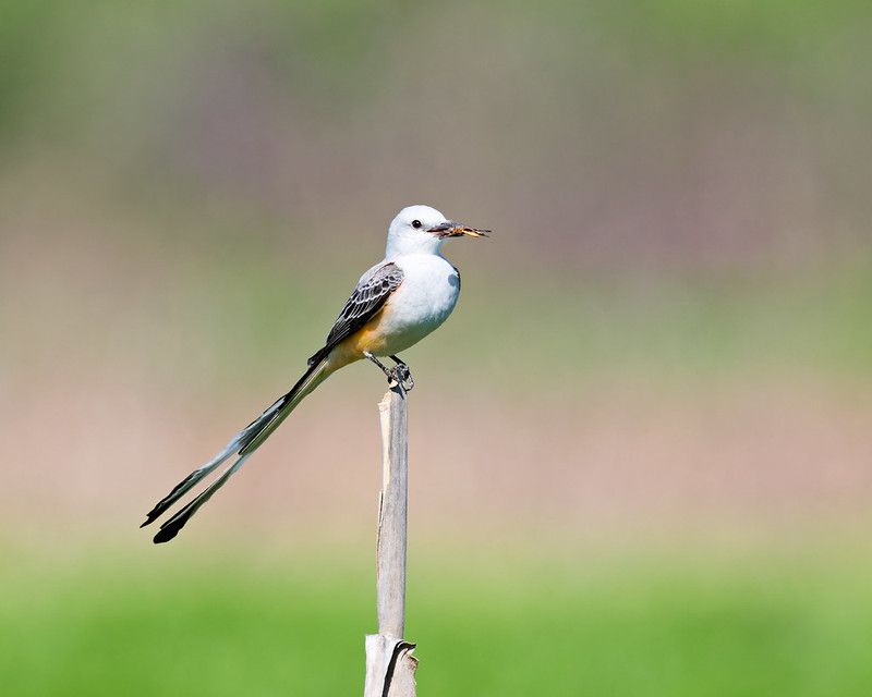 Watch how it hunts from an exposed perch Watch how it hunts from an exposed perch