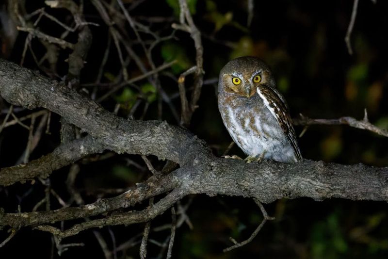 Watch quietly and leave the owl in control