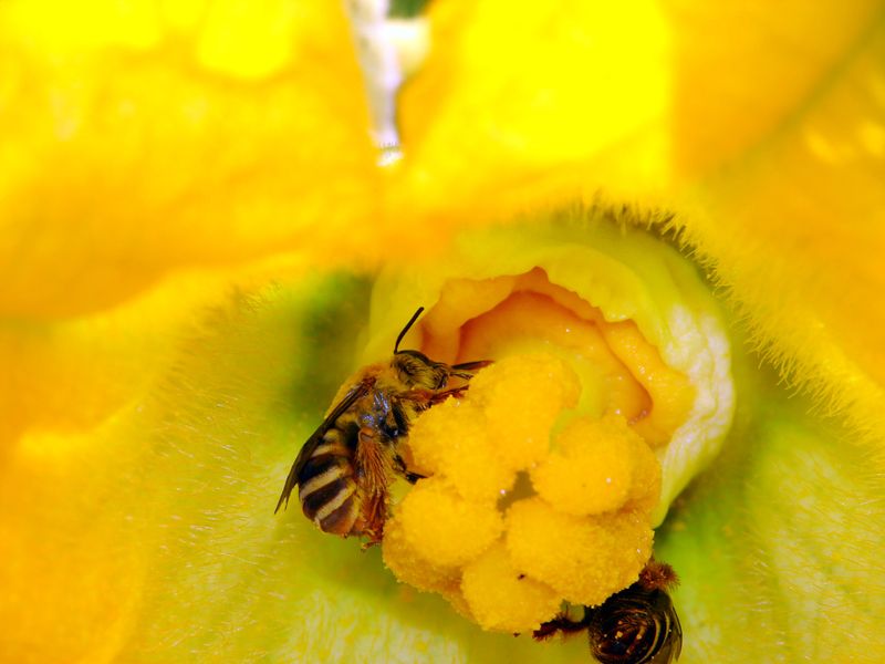 Watch the short morning pollination window Watch the short morning pollination window
