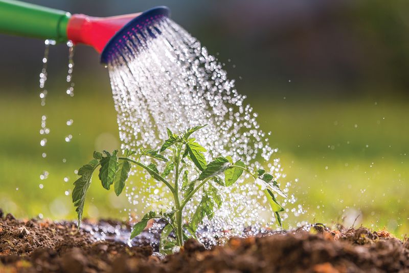 Water Deeply Enough to Keep the Root Zone Evenly Moist