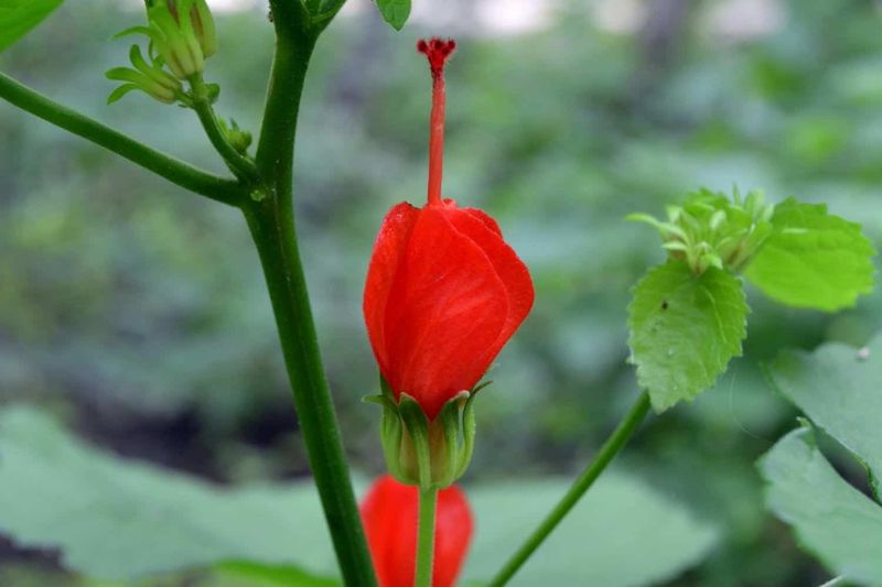 Water It Early and Plant It in Drained Soil