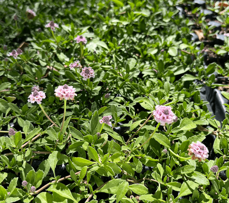 Water New Plants Consistently Before Cutting Back