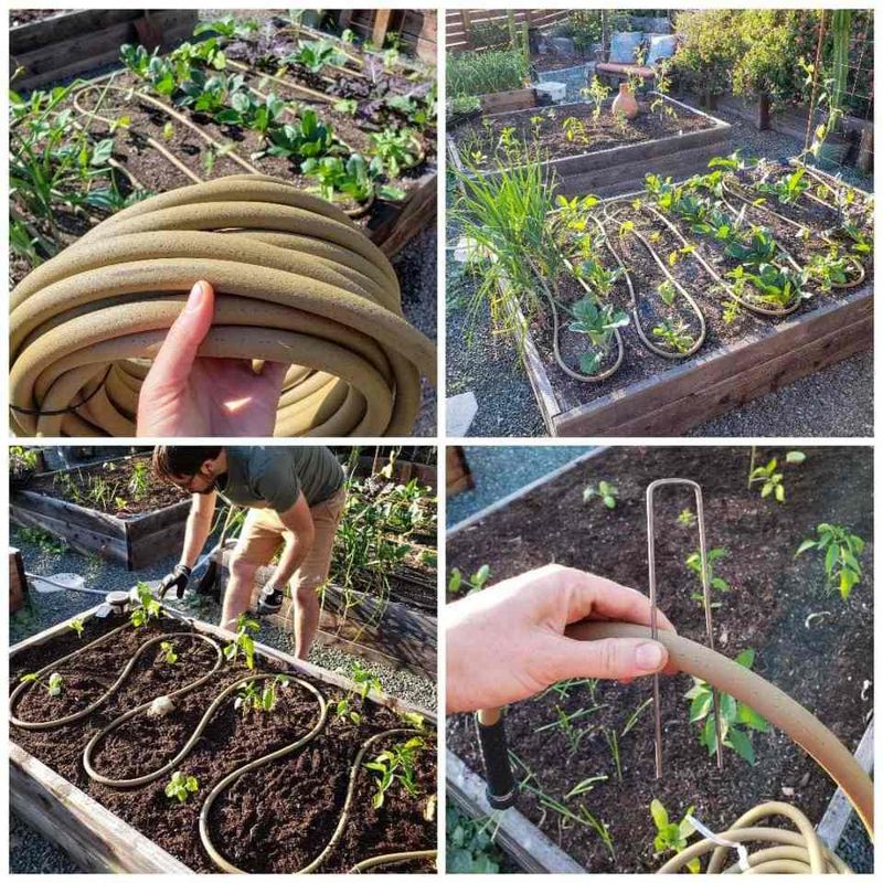 Water a Dry Root Zone Slowly and Thoroughly
