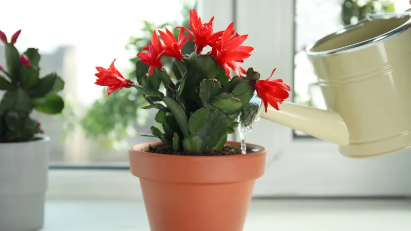 Water a dry plant thoroughly, then let it drain