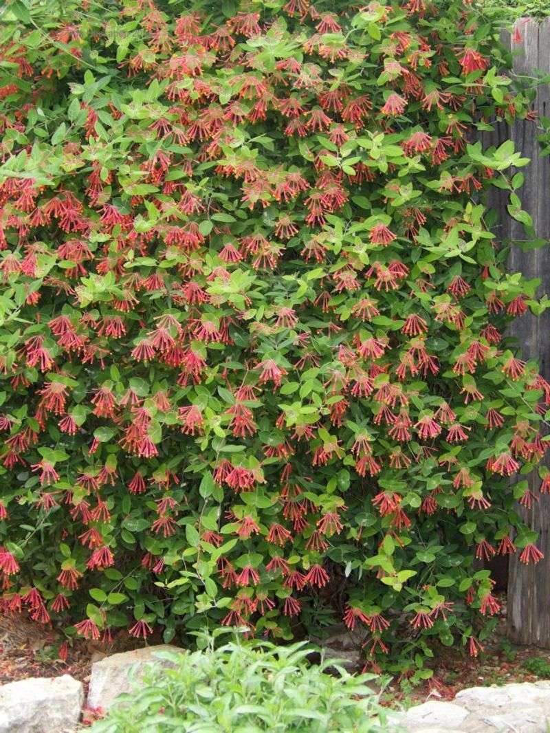 Water and prune the vine to support reblooming