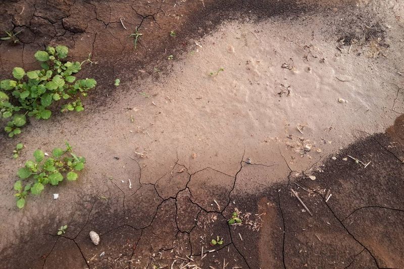 Water and roots determine what the plant can use