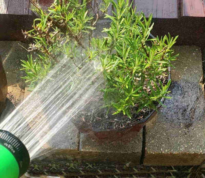Water by establishment stage and site conditions