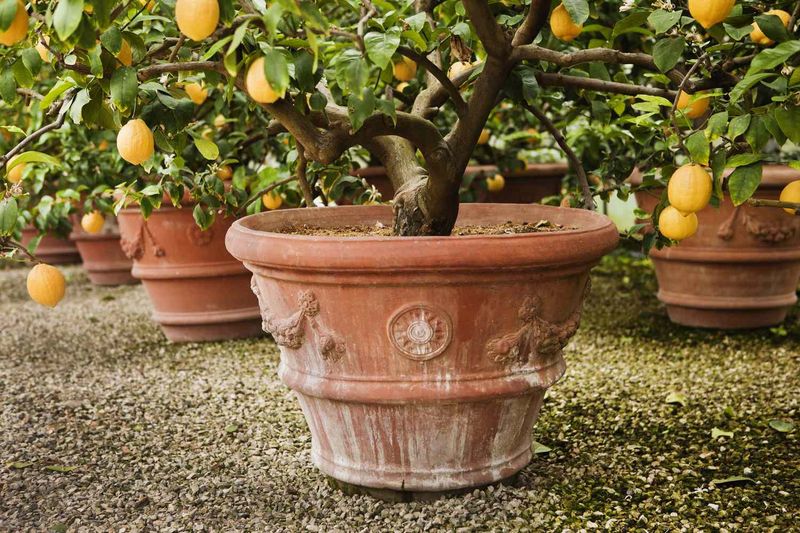 Water by the Pot, Not by the Calendar