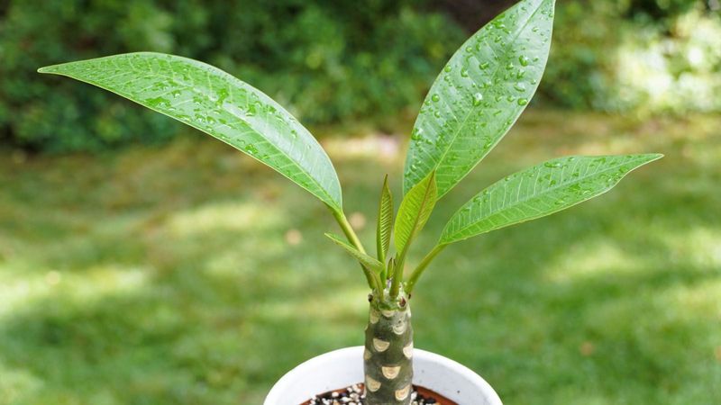 Water by the pot’s drying speed, not by a weekly rule