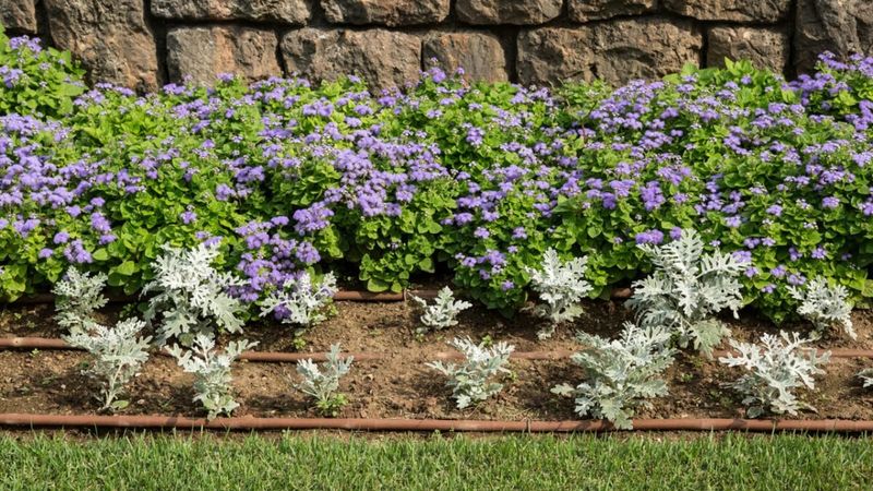 Water carefully during establishment and drought