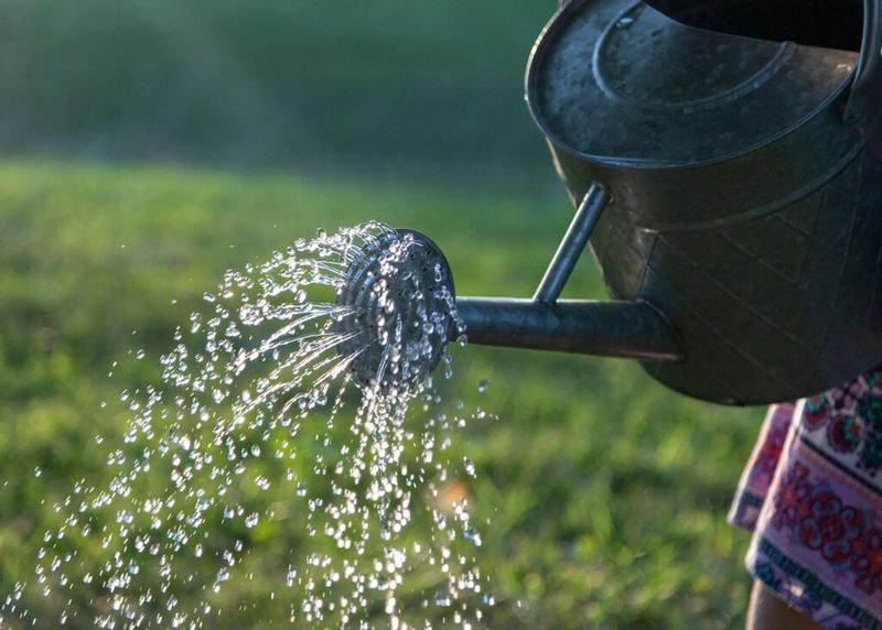Water deeply without saturating the soil