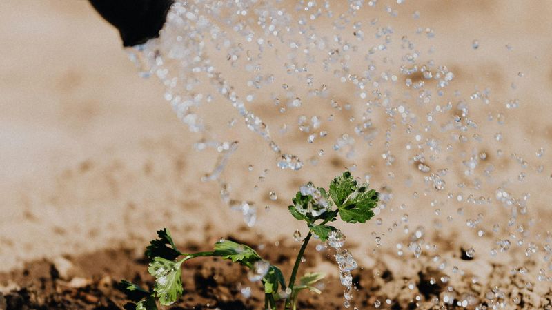 Water during establishment and let conditions set the pace