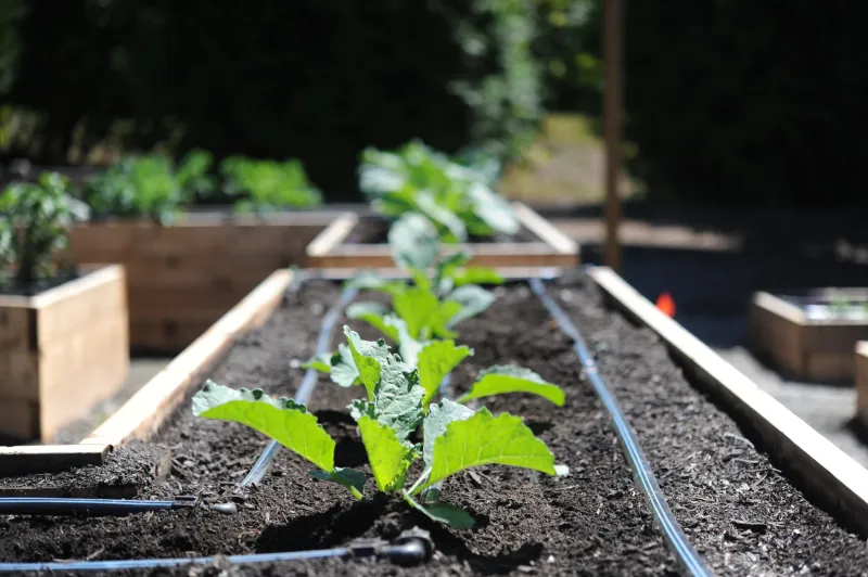 Water established plants deeply while matching each crop’s stage Water established plants deeply while matching each crop’s stage