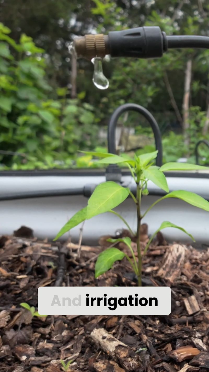 Water for Plant Health, Not as a Tenderness Fix