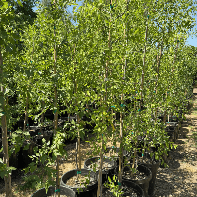 Water for establishment and fruit quality Water for establishment and fruit quality