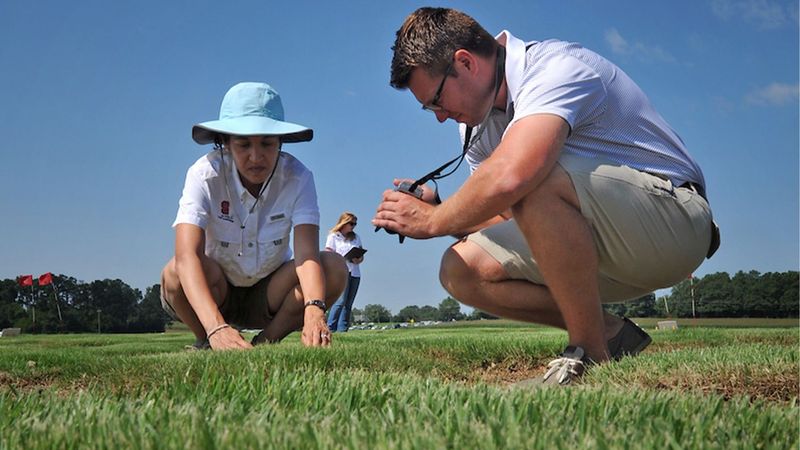 Water for turf resilience, not as an armyworm-control shortcut