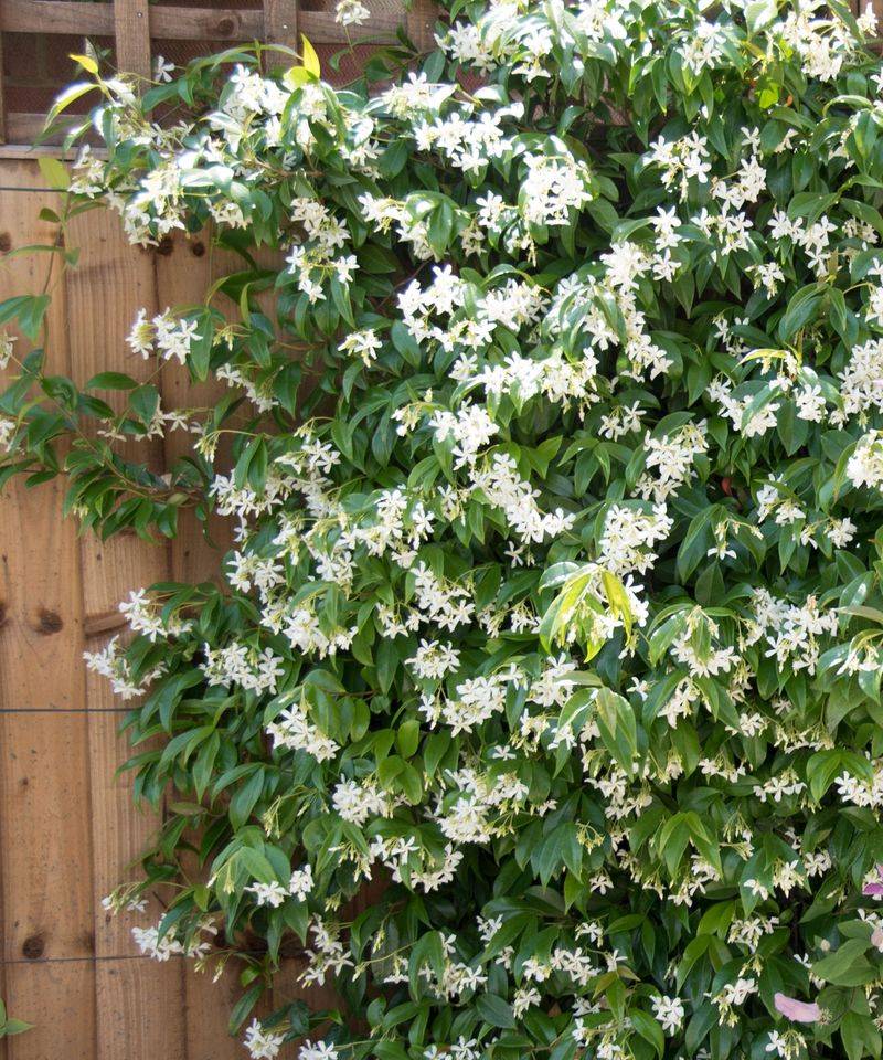 Water frequently during establishment, then reduce irrigation gradually