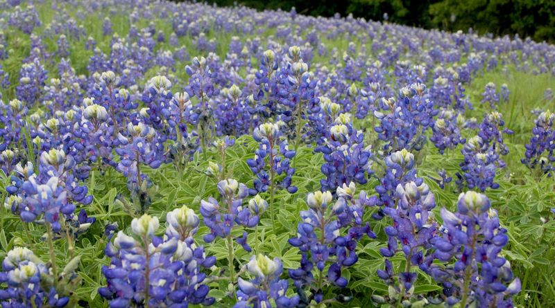 Water gently and skip routine fertilizer