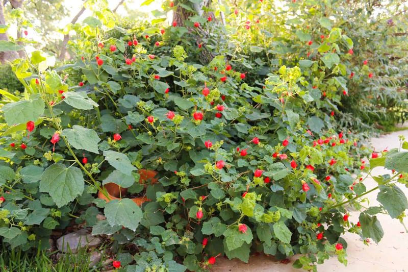 Water it through establishment, then manage its spread