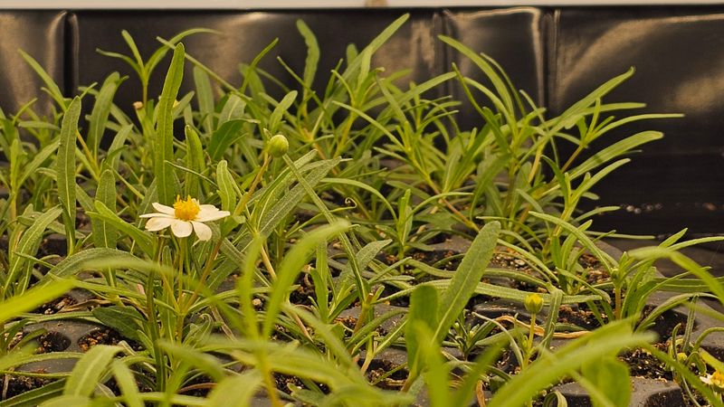 Water new plants first, then let mature plants stay comparatively dry Water new plants first, then let mature plants stay comparatively dry