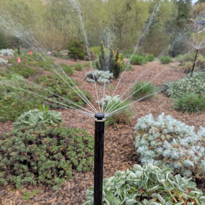 Water new plants while their roots establish