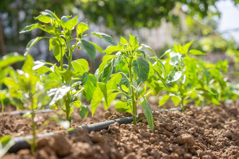 Water steadily without keeping the soil soggy