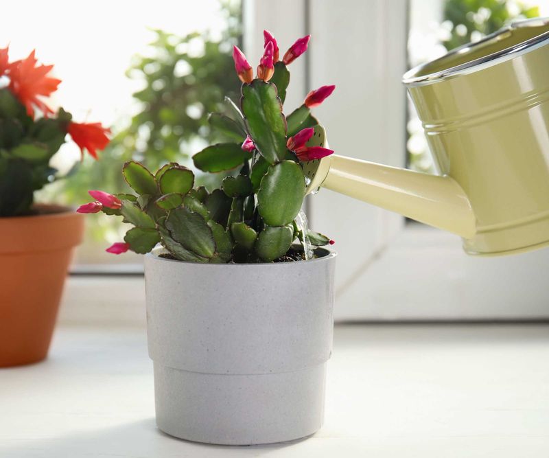 Water the potting mix instead of following a calendar