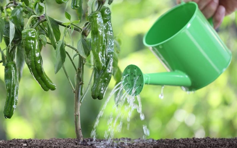 Water thoroughly when the root zone begins to dry