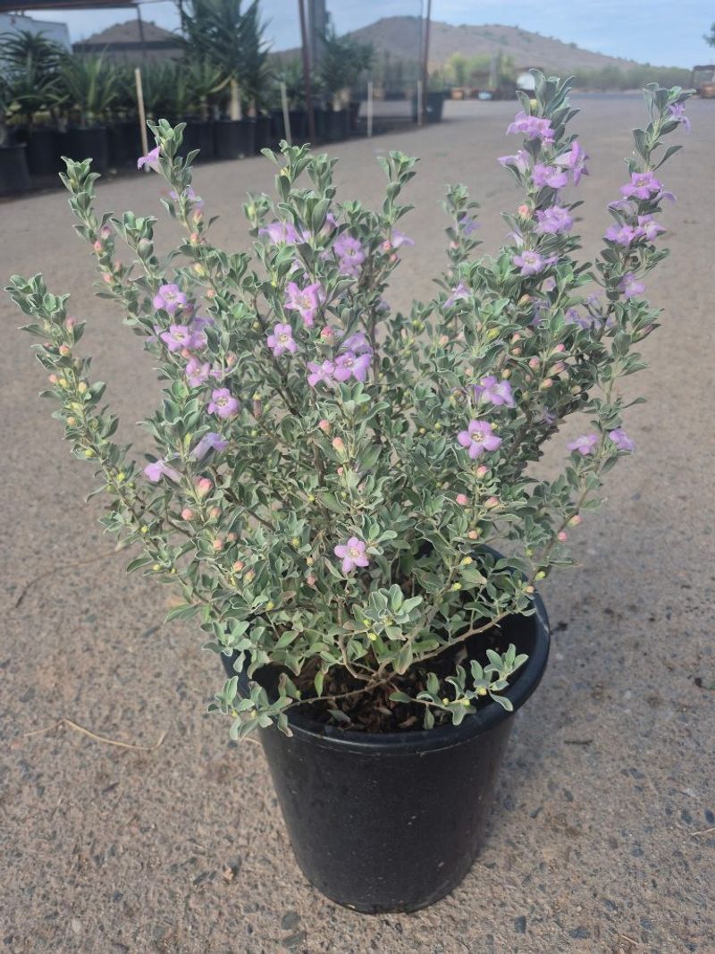 Water through establishment before expecting drought tolerance