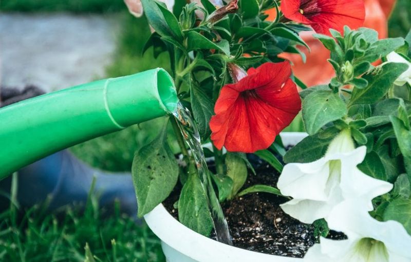 Watering the Wrong Way