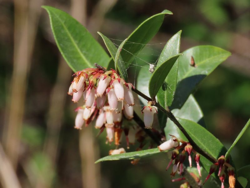 Wax Leaf Ligustrum Alternative: Fetterbush (Lyonia)