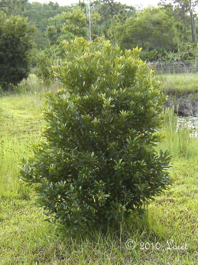 Wax Myrtle Wax Myrtle