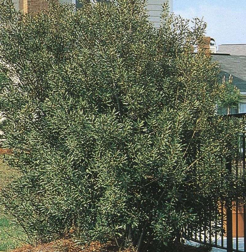 Wax Myrtle