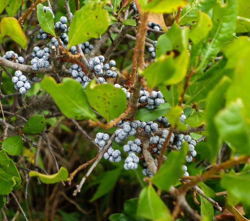 Wax Myrtle