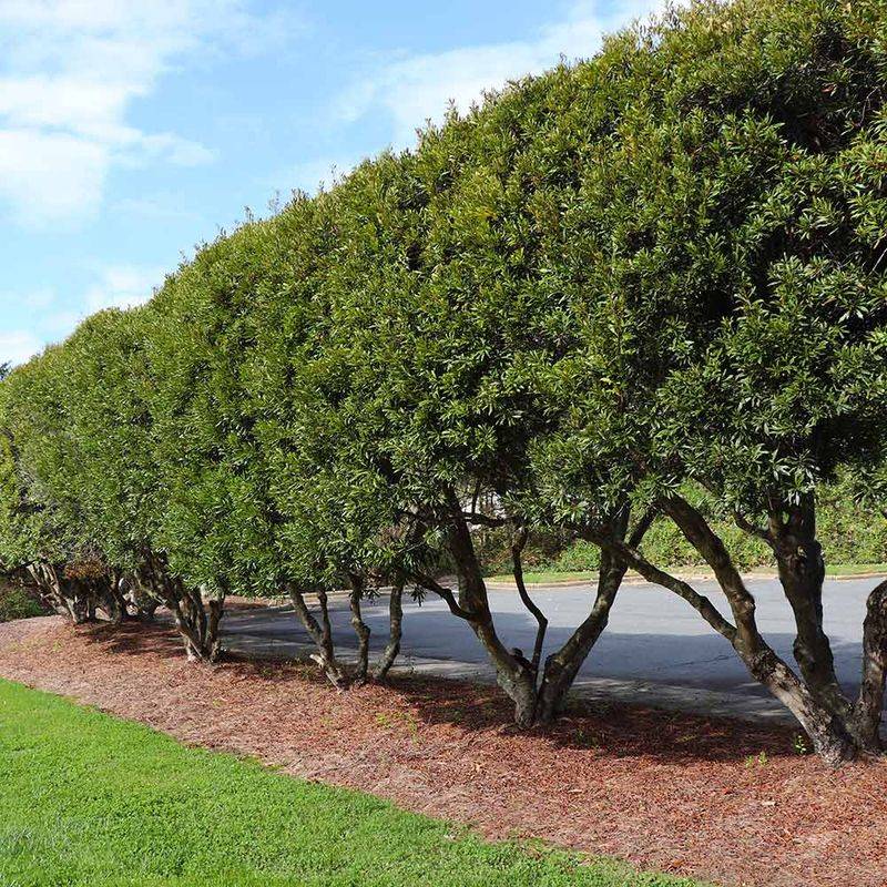 Wax Myrtle Wax Myrtle