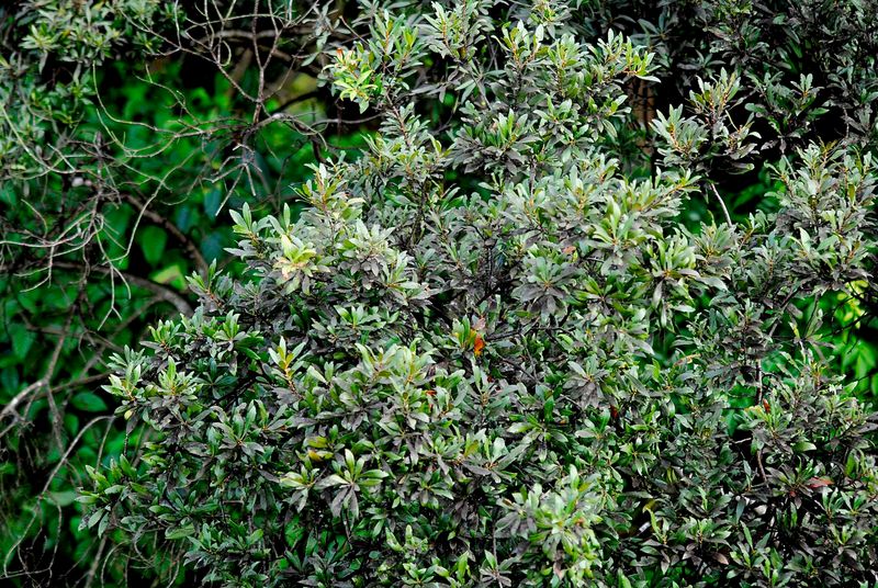 Wax Myrtle Wax Myrtle
