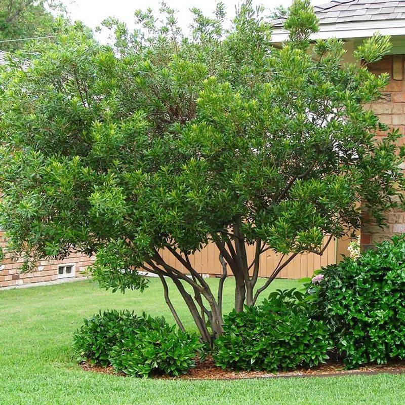 Wax Myrtle